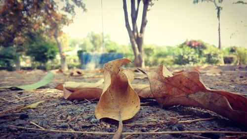Close-up of dry leaves on field