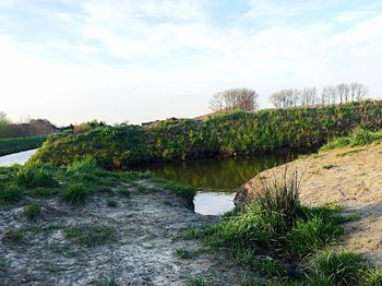 Plants growing on field by lake against sky