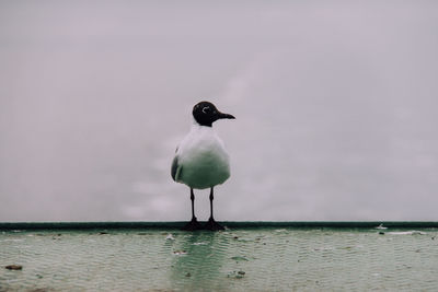 Bird perching on shore against sea