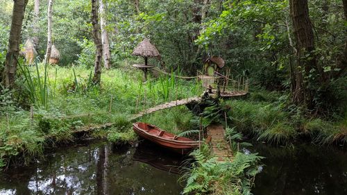 Scenic view of river amidst trees in forest
