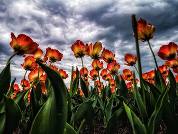 Close-up of red flowering plants on field against sky