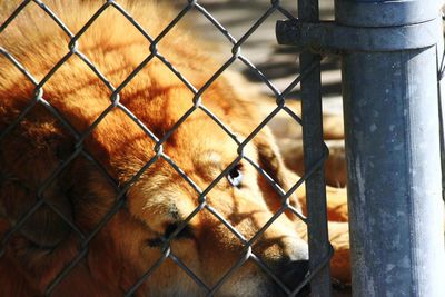 Close-up of dog seen through chainlink fence