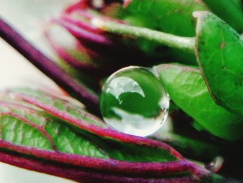 Close-up of water drops on leaf