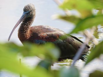 Closeup of a glossy ibis