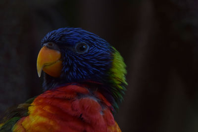 Close-up of a parrot