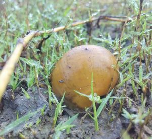 Close-up of mushroom growing on field