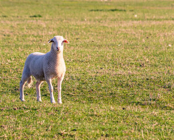 Sheep standing in a field