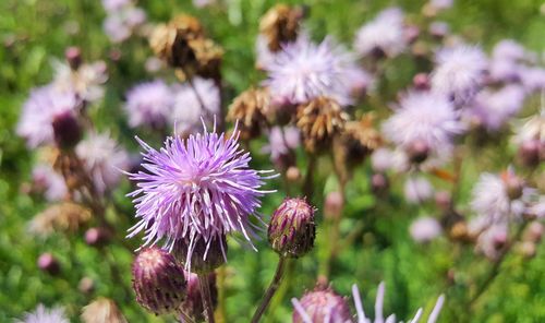 Close-up of thistle blooming on field
