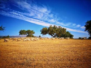 Trees on field against sky
