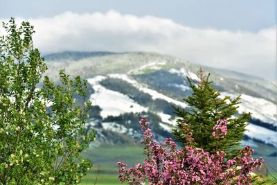 Close-up of flowering plant against cloudy sky