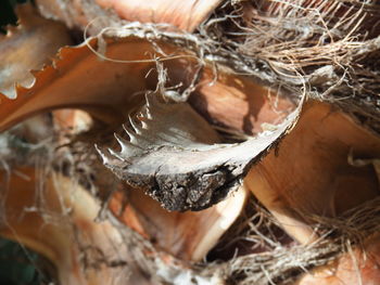 High angle view of eggs in nest