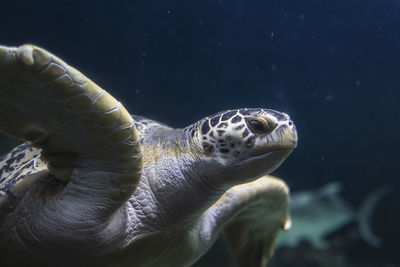 Close-up of turtle swimming in sea