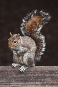 Close-up of squirrel