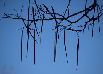 Low angle view of bare tree against sky