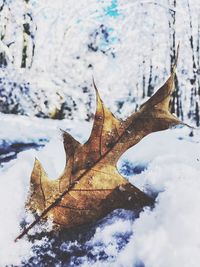 Close-up of dry maple leaf during winter