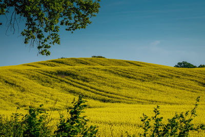 Scenic view of agricultural field against sky