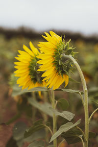 Close-up of sunflower on field