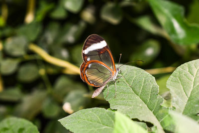 Close-up of insect on plant