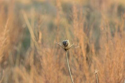 Wild grass