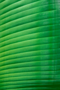 Full frame shot of palm leaves