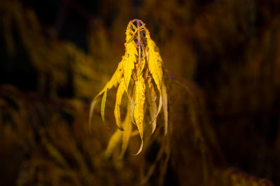 Close-up of wilted yellow flower