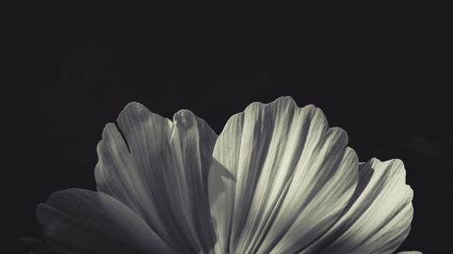 Close-up of flower against black background