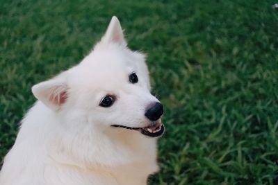 Close-up of dog looking away