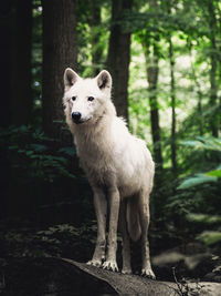 Wolf standing in forest