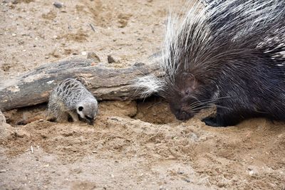 Close-up of a meerkat and porcupine in the field