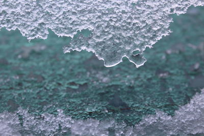 Close-up of frozen tree during winter