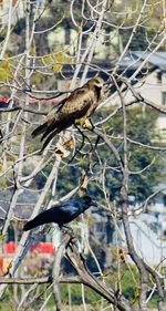 Bird perching on branch