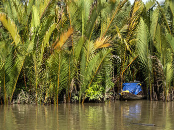 Scenic view of palm trees by lake