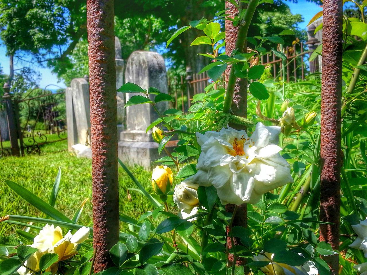 Historic cemeteries