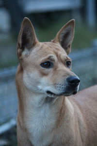 Close-up of dog looking away