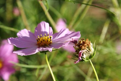 Close-up of bee pollinating on pink flower