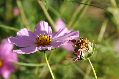 Close-up of cosmos flower