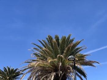 Low angle view of coconut palm tree against clear blue sky