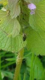 Close-up of insect on plant