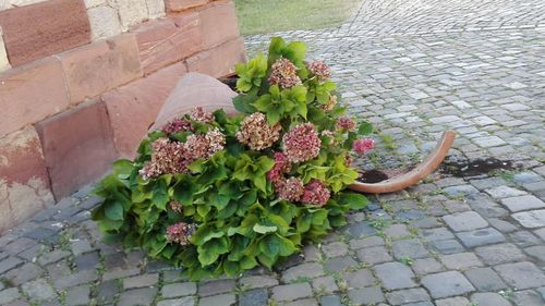 Close-up high angle view of plants