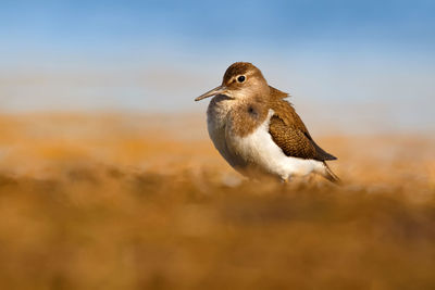 Close-up of a bird flying