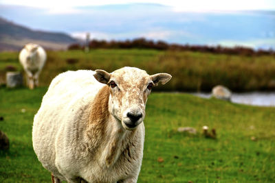 Portrait of sheep on field