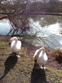 Swans on lake against sky