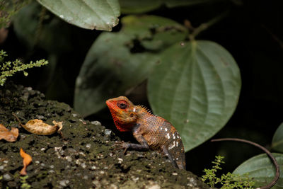 Close-up of chameleon 