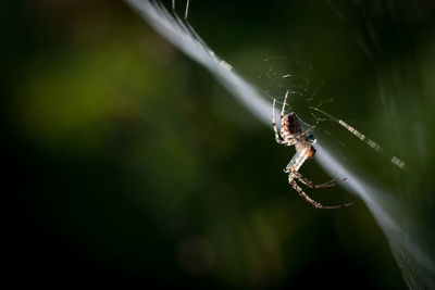 Close-up of spider on web