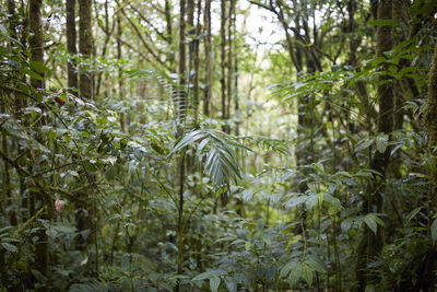 Trees in forest