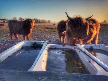 Highland cattle in schleswig-holstein 