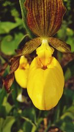 Close-up of yellow flower