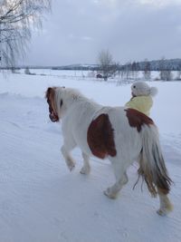 Horse on snow covered land