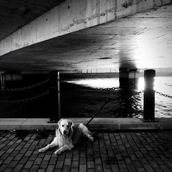 Dog sitting on pier