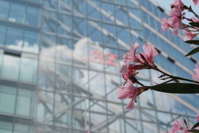 Low angle view of pink flower